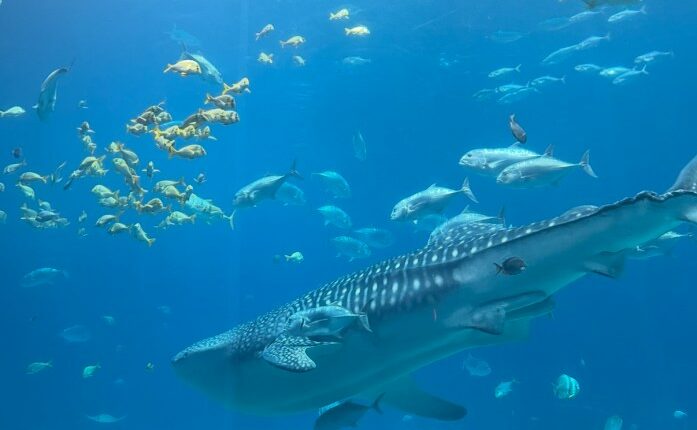 Georgia Aquarium whale shark euthanized after health deterioration, officials say
