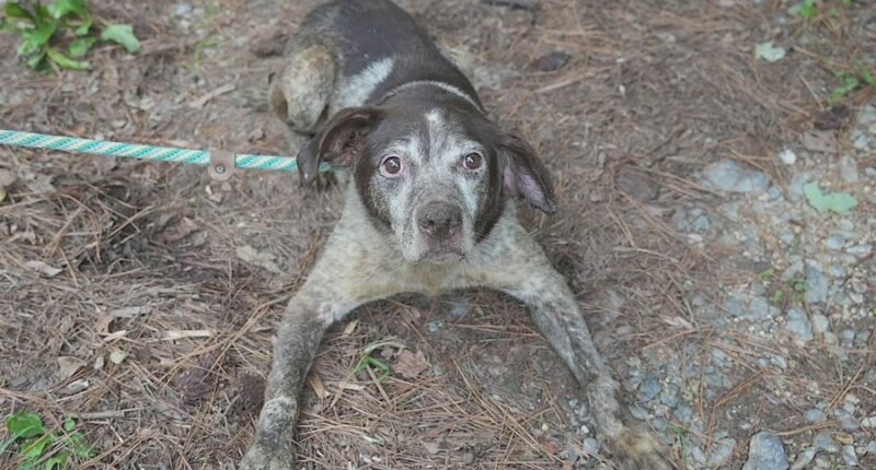 Georgia cracks down on animal abuse after major rescue operations