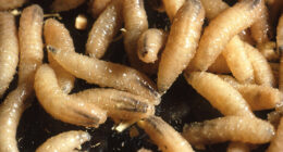 HHS allows emergency use for animal drugs to fight screwworm outbreak