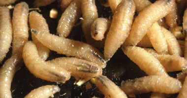 HHS allows emergency use for animal drugs to fight screwworm outbreak