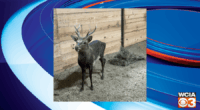Here’s how to help Aikman Wildlife Center name its newest addition: