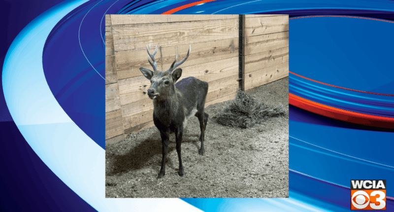Here’s how to help Aikman Wildlife Center name its newest addition: