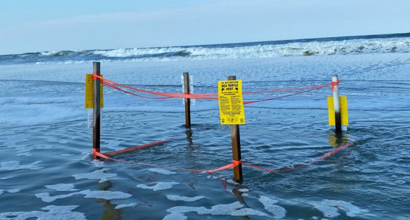 High tides from Hurricane Erin jeopardize sea turtle nests on First Coast