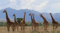 How many giraffe species are in Africa? New scientific analysis quadruples the count