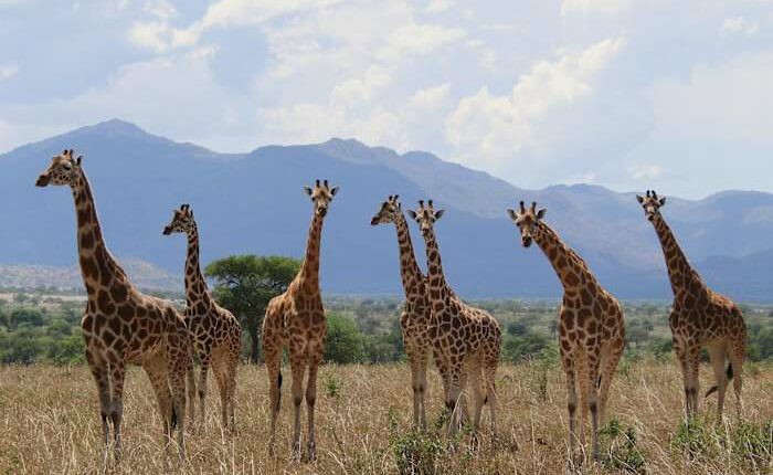 How many giraffe species are in Africa? New scientific analysis quadruples the count
