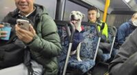 Athena, a staffy from Sydney, accidentally travelled about 5km on a local bus on Tuesday.