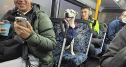 Athena, a staffy from Sydney, accidentally travelled about 5km on a local bus on Tuesday.