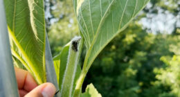 Indiana man appears to reclaim national sunflower record, despite squirrels