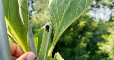 Indiana man appears to reclaim national sunflower record, despite squirrels