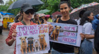 India’s Supreme Court orders stray dogs released to New Delhi streets in modified ruling