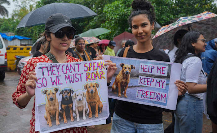 India’s Supreme Court orders stray dogs released to New Delhi streets in modified ruling