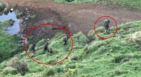 Is a mystery girlfriend helping the fugitive father who's been hiding out in the New Zealand wilderness with his three children for FOUR YEARS?