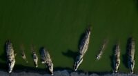 Israel euthanizes crocodiles after repeated escapes and inhumane treatment