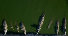 Israel euthanizes crocodiles after repeated escapes and inhumane treatment