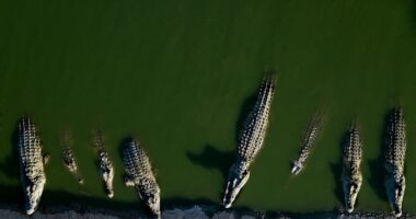 Israel euthanizes crocodiles after repeated escapes and inhumane treatment