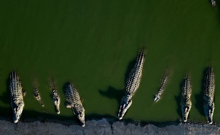 Israel euthanizes crocodiles after repeated escapes and inhumane treatment