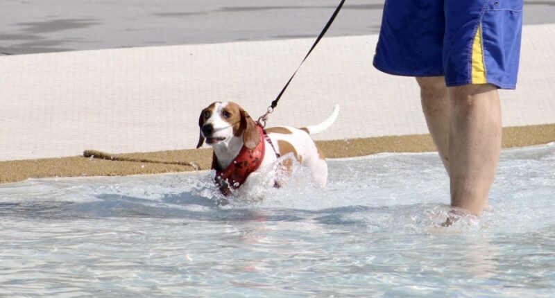 Kingsport Aquatic Center extending annual 'Drool Party' to five days