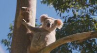 Koala survives being hit by car and trapped in grill for kilometres