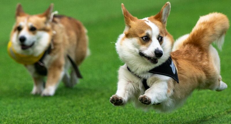 Lithuania's international Corgi race delights with costumes and talented pups