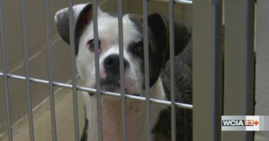 Macon Co. couple facing animal cruelty charges