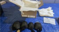 Man admits trying to smuggle 850 protected turtles valued at $1.4 million to Hong Kong