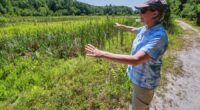 Massachusetts cranberry bogs are being given a second life as vibrant wetlands