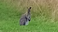 Moment runaway wallaby is spotted bouncing around the English countryside