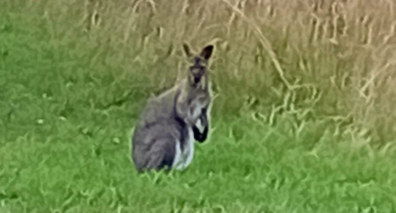 Moment runaway wallaby is spotted bouncing around the English countryside