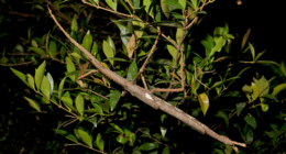 The new species of stick insect called Acrophylla Alta measures in at 40cm long and weighs about the same as a golf ball, at 44 grams.