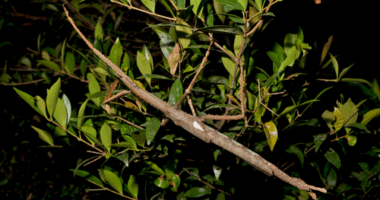 The new species of stick insect called Acrophylla Alta measures in at 40cm long and weighs about the same as a golf ball, at 44 grams.