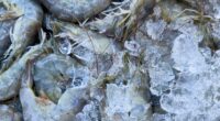 More frozen shrimp recalled after possible radioactive contamination, FDA says