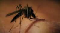 Mosquitos in Glynn County test positive for West Nile virus