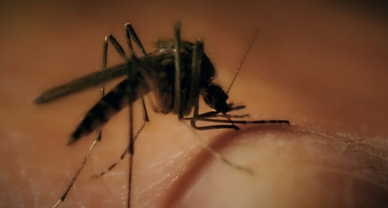 Mosquitos in Glynn County test positive for West Nile virus