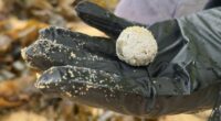 Debris balls have washed up on several NSW ﻿beaches again, but authorities are unsure whether they are related to the ones that were previously found along dozens of Sydney beaches.