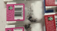 Authorities in NSW have intercepted an "unprecedented" number of packages with live insects concealed inside.