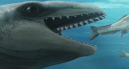 New ancient whale species discovered in Australia