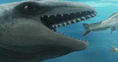 New ancient whale species discovered in Australia