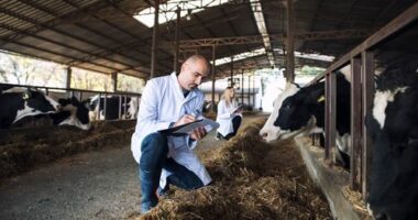 Group of veterinarians doctor checking health status of cattle at cows farm. Diary farm health control.