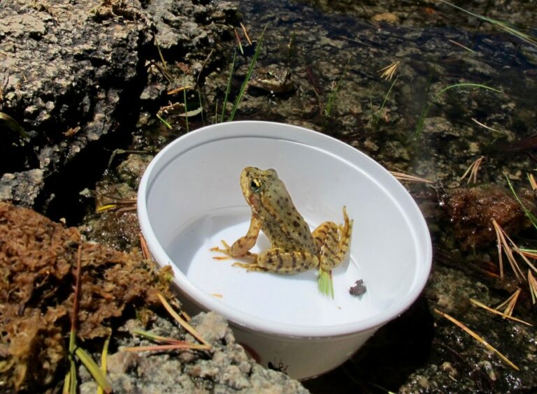 Oakland Zoo releases 1,000 yellow-legged frogs on verge of extinction