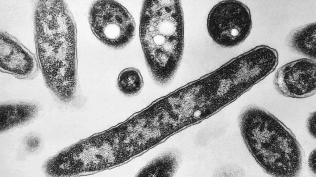 Officials confirm fourth death in NYC Legionnaires' outbreak