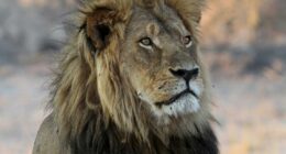 Outcry after trophy hunter kills Zimbabwe lion involved in research project