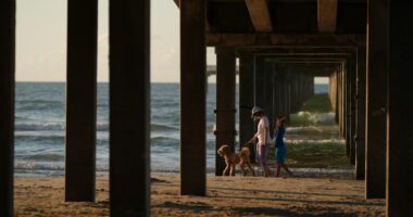 People often make wrong climate choices, a study says. One surprise is owning a dog