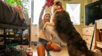 Pets on campus? Here's why some colleges are encouraging animals in dorms