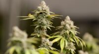 Pres. Trump considers marijuana reclassification, potentially paving way for medical cannabis in Tennessee