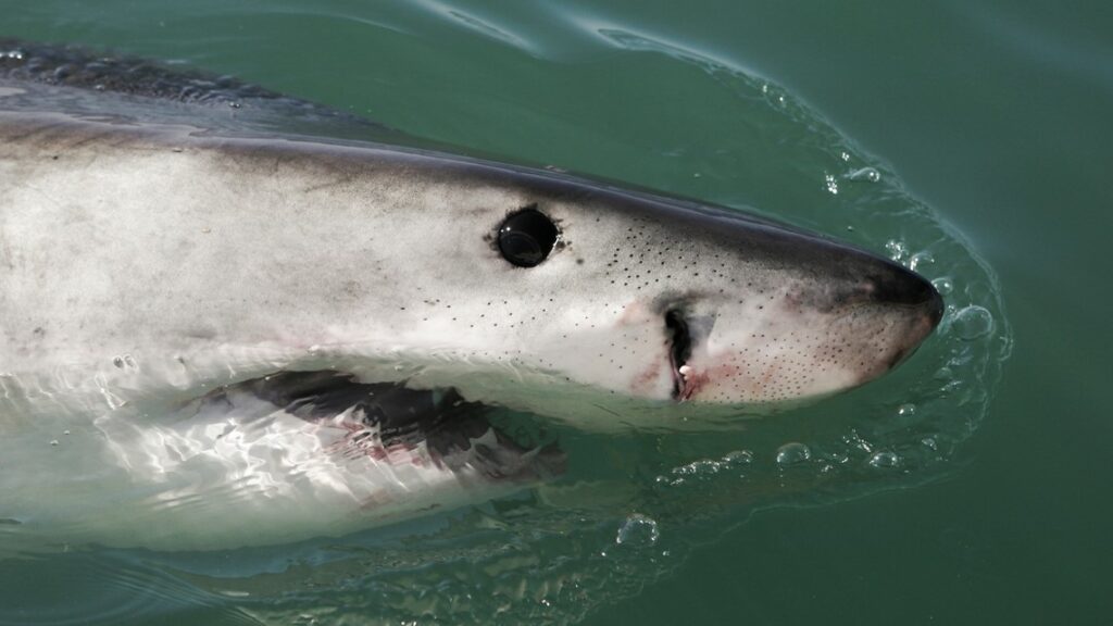 Rising ocean acid endangers shark teeth