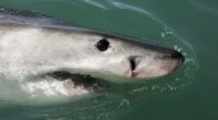 Rising ocean acid endangers shark teeth