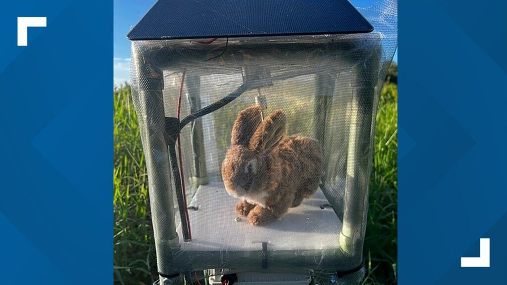 Robot rabbits fight invasive pythons in Everglades