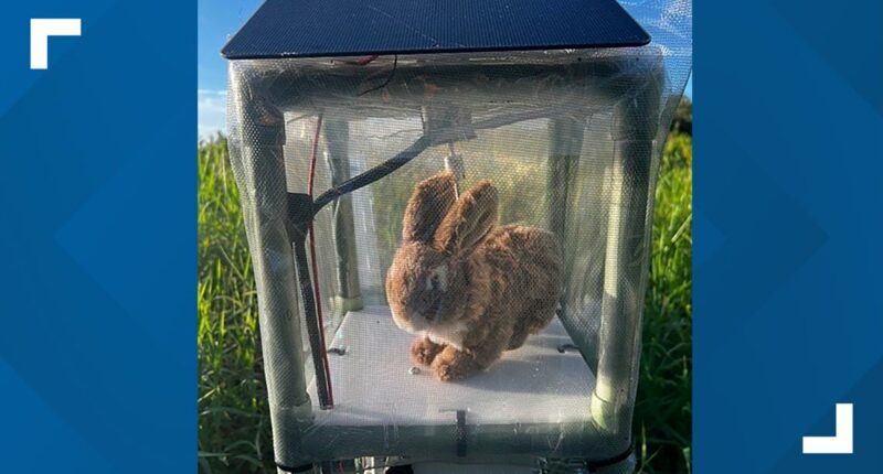 Robot rabbits fight invasive pythons in Everglades