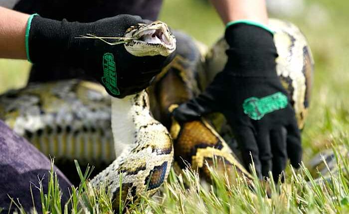 Robot rabbits the latest tool in Florida battle to control invasive Burmese pythons in Everglades