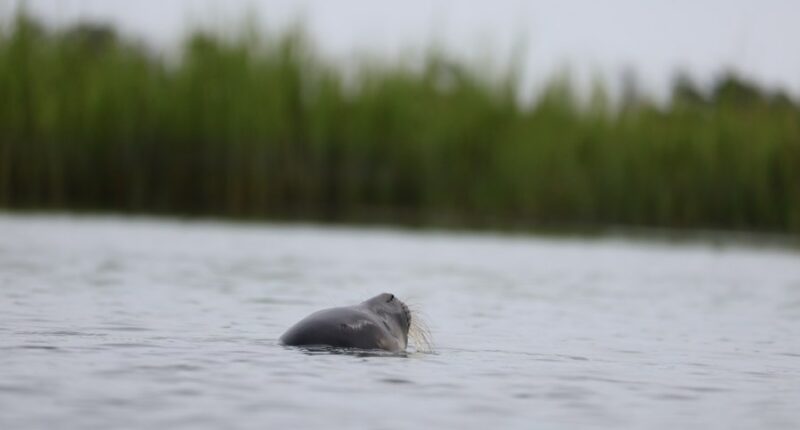 SPOTTED: a seal in South Carolina?